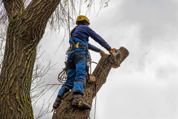 Reliable Sandstone, MN Tree Care  Solutions